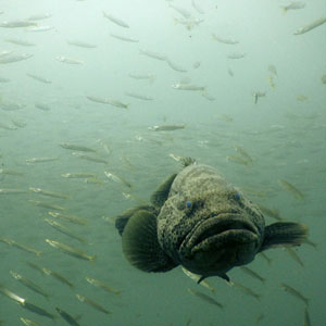 Learn about local marine life: giant groper, 2012